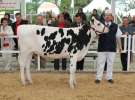 VII Ogólnopolska Wystawa Bydła Hodowlanego - Sielinko 2012