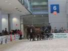 CAVALIADA 2013 w Poznaniu