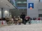 CAVALIADA 2013 w Poznaniu