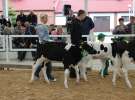 Mali Hodowcy VII Ogólnopolska Wystawa Bydła Hodowlanego w Sielinku 2012