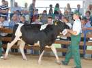 Bydło - Szepietowo 2012 XIX Regionalna Wystawa Zwierząt Hodowlanych