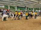 Mali hodowcy na XVII Regionalnej Wystawie Zwierząt Hodowlanych Sielinko 2011