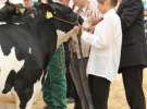 Wystawa bydła Sielinko 2011