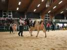 Wystawa  Blickpunkt Rind 2013 w miejscowości Paaren/Glien (Niemcy)