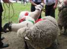 Owce- Szepietowo 2012 XIX Regionalna Wystawa Zwierząt Hodowlanych