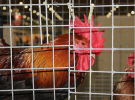 Międzynarodowe Targi Hodowli Zwierząt FARMA