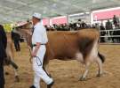 VII Ogólnopolska Wystawa Bydła Hodowlanego - Sielinko 2012