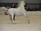 CAVALIADA 2013 w Poznaniu