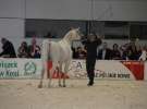 CAVALIADA 2013 w Poznaniu