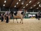 Wystawa  Blickpunkt Rind 2013 w miejscowości Paaren/Glien (Niemcy)