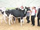 Wystawa bydła Sielinko 2011