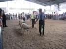 Owce- Szepietowo 2012 XIX Regionalna Wystawa Zwierząt Hodowlanych