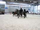 CAVALIADA 2013 w Poznaniu