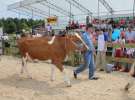 Superchampioni i championi Śląskiej Wystawy Bydła Mlecznego Opolagra 2011