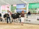 Wystawa bydła Sielinko 2011