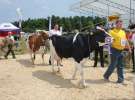 Superchampioni i championi Śląskiej Wystawy Bydła Mlecznego Opolagra 2011