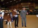 Wystawa  Blickpunkt Rind 2013 w miejscowości Paaren/Glien (Niemcy)