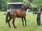 Wystawa Koni Sielinko 2011