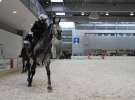 CAVALIADA 2013 w Poznaniu
