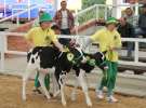 Mali Hodowcy VII Ogólnopolska Wystawa Bydła Hodowlanego w Sielinku 2012