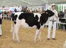 VII Ogólnopolska Wystawa Bydła Hodowlanego - Sielinko 2012