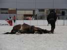 CAVALIADA 2013 w Poznaniu