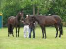 Wystawa Koni Sielinko 2011