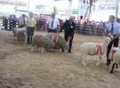 Owce- Szepietowo 2012 XIX Regionalna Wystawa Zwierząt Hodowlanych
