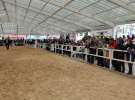 VII Ogólnopolska Wystawa Bydła Hodowlanego - Sielinko 2012