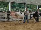 Wystawa bydła Sielinko 2011