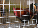 Międzynarodowe Targi Hodowli Zwierząt FARMA