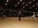 Wystawa  Blickpunkt Rind 2013 w miejscowości Paaren/Glien (Niemcy)