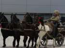 CAVALIADA 2013 w Poznaniu