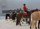 CAVALIADA 2013 w Poznaniu