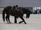 CAVALIADA 2013 w Poznaniu