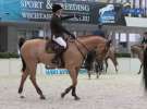 CAVALIADA 2013 w Poznaniu