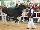 VII Ogólnopolska Wystawa Bydła Hodowlanego - Sielinko 2012