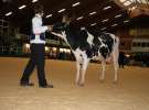 Wystawa  Blickpunkt Rind 2013 w miejscowości Paaren/Glien (Niemcy)