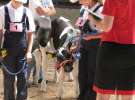 Młody Hodowca - Szepietowo 2012 XIX Regionalna Wystawa Zwierząt Hodowlanych