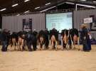Wystawa  Blickpunkt Rind 2013 w miejscowości Paaren/Glien (Niemcy)