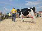 Superchampioni i championi Śląskiej Wystawy Bydła Mlecznego Opolagra 2011