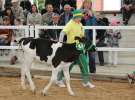 Mali Hodowcy VII Ogólnopolska Wystawa Bydła Hodowlanego w Sielinku 2012