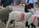 Owce- Szepietowo 2012 XIX Regionalna Wystawa Zwierząt Hodowlanych