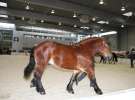 CAVALIADA 2013 w Poznaniu