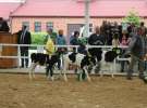 Mali Hodowcy VII Ogólnopolska Wystawa Bydła Hodowlanego w Sielinku 2012