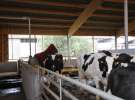 Wyjazd studyjny na farmę Langengrassau w Niemczech