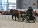 CAVALIADA 2013 w Poznaniu