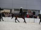 CAVALIADA 2013 w Poznaniu