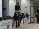CAVALIADA 2013 w Poznaniu
