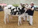 VII Ogólnopolska Wystawa Bydła Hodowlanego - Sielinko 2012
